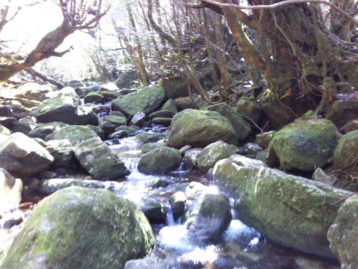 Cottage Yakusugi House Yakushima  Luaran gambar