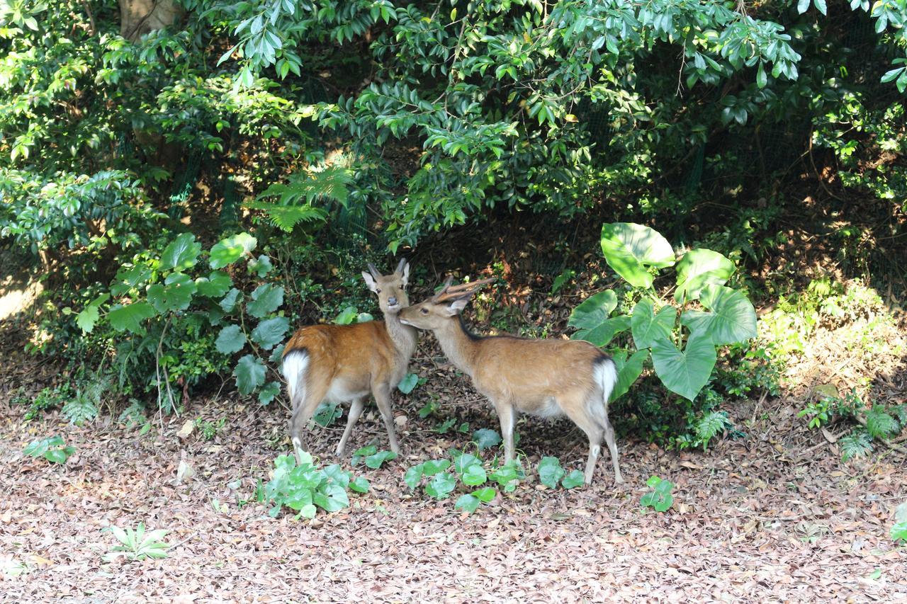 Cottage Yakusugi House Yakushima  Luaran gambar