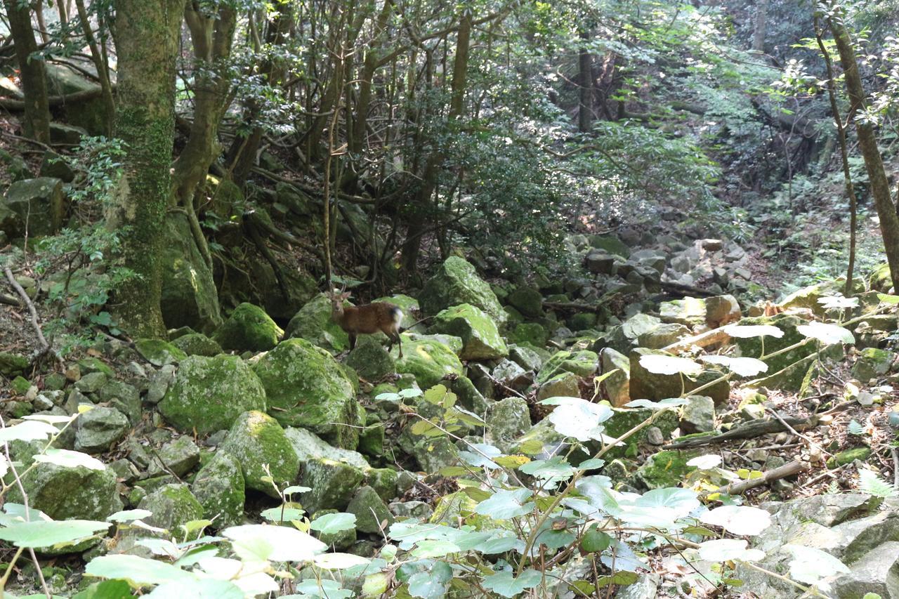 Cottage Yakusugi House Yakushima  Luaran gambar