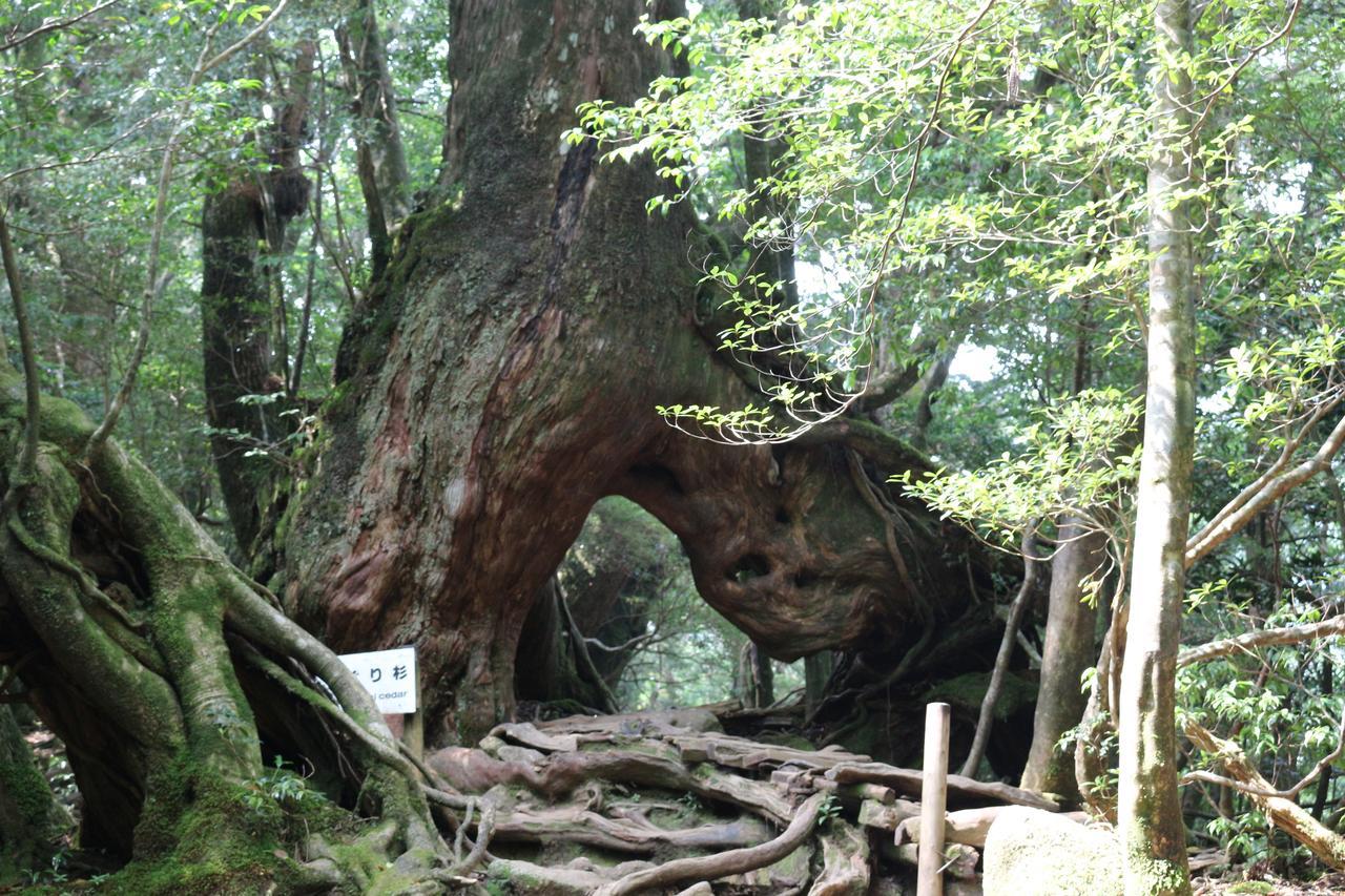 Cottage Yakusugi House Yakushima  Luaran gambar