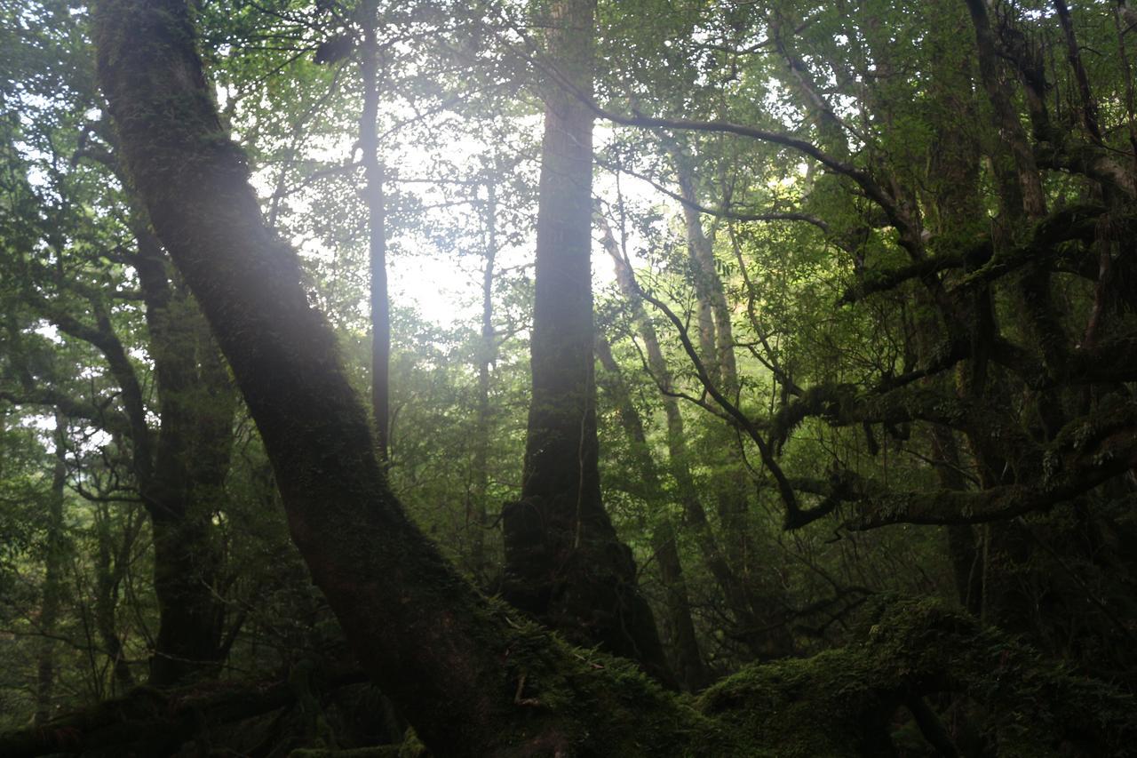 Cottage Yakusugi House Yakushima  Luaran gambar