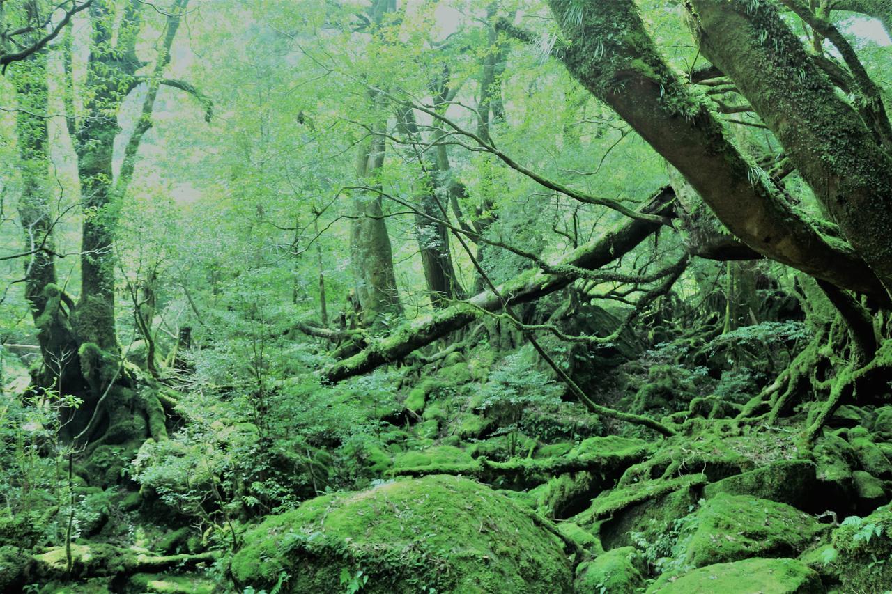 Cottage Yakusugi House Yakushima  Luaran gambar