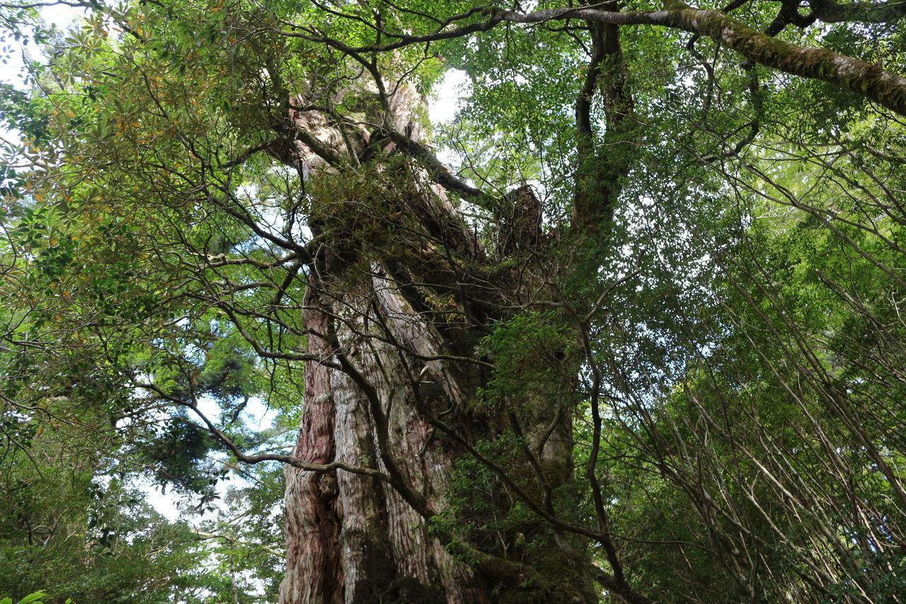 Cottage Yakusugi House Yakushima  Luaran gambar
